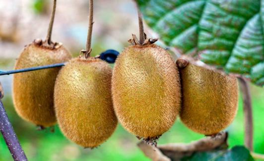 Kiwi | El Superalimento Bajo En Calorías Y Lleno De Vitamina C, Que ...